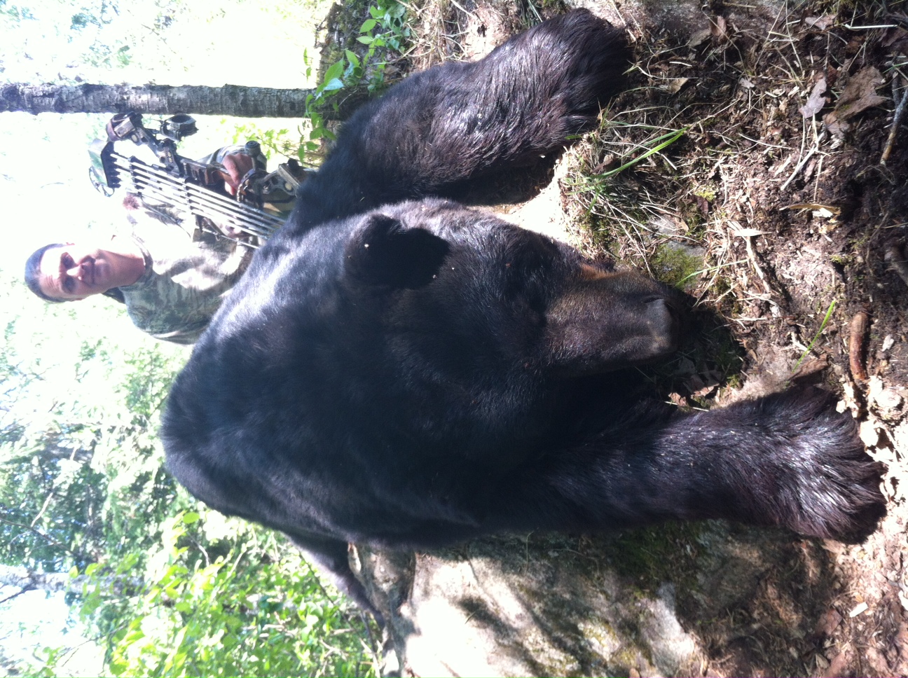 jungle rot bear